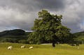 Cette rive est peu fréquentée par les touristes et traverse des 
paysages de landes et de prairies paisibles et sauvages. ecsse,highlands,loch ness 