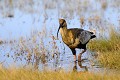 Près d'El Calafate, sur le bord du lac "Argentino", une lagune riche en oiseaux abrite une colonie d'ibis à face noire. argentine,patagonie,province de santa cruz,el calafate,lac argentino 