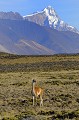 Camélidé sauvage de la famille du lama, le guanaco est bien adapté au climat froid et sec de Patagonie. Au fond, dans la neige et la glace, le "San Lorenzo". argentine,patagonie,province de santa cruz,parc perito moreno,san lorenzo,guanaco 