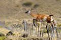 Guanaco sautant une barrière. Argentine,patagonie,province de santa cruz,parc perito moreno,guanaco 