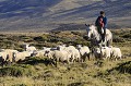 Regroupement des moutons pour la tonte. argentine,patagonie,province de santa cruz,san lorenzo,estancia menelik 