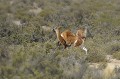 Rivalité entre 2 mâles. argentine,patagonie,chubut,punta tombo,guanaco 
