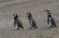 En quittant les nids, les manchots traversent la plage qui leur donne accès à l'océan où ils vont se nourrir principalement d'anchois et de sardines. argentine,patagonie,chubut,peninsule de valdes,punta norte,manchots de magellan 