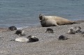 Mâle adulte entouré de jeunes sevrés depuis quelques semaines. argentine,patagonie,chubut,peninsule de valdes,punta cantor,elephants de mer 