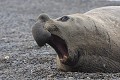 Ce mâle porte la trace des nombreux combats qu'il a dû livrer pour constituer son harem. argentine,patagonie,chubut,peninsule de valdes,punta cantor,elephant de mer 