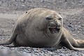Cette femelle ne semble pas très réceptive aux avances du mâle qui la courtise; mais elle cédera un peu plus tard. argentine,patagonie,chubut,peninsule de valdes,punta cantor,elephant de mer 