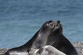 Ces jeunes vont bientôt quitter la plage pour gagner l'océan. Ils ne reviendront sur la côte qu'à la prochaine mue, dans un an. argentine,patagonie,chubut,peninsule de valdes,punta cantor,elephants de mer 