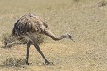 Proche de l'autruche, le nandou est le plus gros oiseau d'Amérique. Il est inapte au vol, mais il peut courrir très vite avec des pointes de 65 km/h. argentine,patagonie,chubut,peninsule de valdes,punta cantor,nandou 