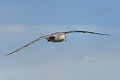 Grand oiseau de mer de deux mètres d'envergure, le pétrel géant se nourrit de poissons. Egalement charognard, il aime se mettre près des colonies de manchots pour profiter des oiseaux malades ou morts. argentine,patagonie,chubut,peninsule de valdes,punta cantor,petrel geant 