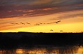 ... ainsi que les premiers vols de grues cendrées. Hornboga, grues cendrées 