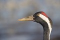 La tache rouge, au sommet du crâne de la grue cendrée, se renforce durant les parades nuptiales ou à la moindre excitation.  