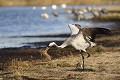 La grue cendrée a une alimentation variée: des graines, des fruits, des insectes ou de petits animaux.  