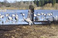 A l'approche de la période de reproduction, les grues s'agitent, sautent, tendent leur cou et leurs pattes, ...  