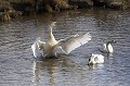 Reconnaissable à son bec jaune et noir, il niche, comme les grues cendrées, dans les tourbières du nord de la Scandinavie.  