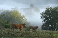 Petit matin d'automne dans la campagne près de Curemonte dordogne,curemonte,brume 