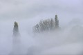 La brume se dissipe et laisse apparaître le haut des arbres qui bordent la Dordogne. dordogne,brume 