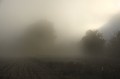 Entre Domme et La Roque Gageac, les champs qui longent la Dordogne sont encore recouverts par la brume. dordogne,domme,la roque gageac,brume 