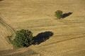 Champs moissonnés, au soleil couchant, vus d'une montgolfière près de Beynac-et-Cazenac. dordogne,montgolfiere,beynac-et-cazenac 