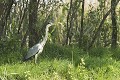 Héron cendré à l'affût. delta du danube,heron cendre 