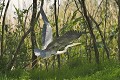 Héron cendré en vol. delta du danube,heron cendre 