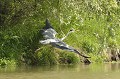 Héron cendré en vol. delta du danube,heron cendre 