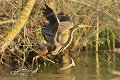 Héron pourpré prenant son envol. delta du danube,heron pourpre 