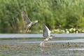 Bihoreaux gris prenant leur envol. delta du danube,bihoreau gris 