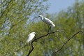 Aigrettes garzettes sur une branche dominant un petit bras du Danube. delta du danube,aigrette garzette 