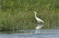 Aigrette garzette à l'affût. delta du danube,aigrette garzette 