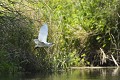 Aigrette garzette en vol. delta du danube,aigrette garzette 