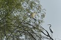 Grandes aigrettes perchées sur un arbre au bord du Danube. delta du danube,grande aigrette 