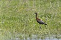 Adulte nicheur appréciant les zones humides peu profondes. delta du danube,ibis falcinelle 