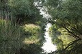 L'un des très nombreux bras secondaires du Danube dans son delta. delta du danube 