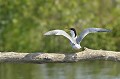 Sterne pierregarin sur une branche d'arbre. delta du danube,sterne pierregarin 