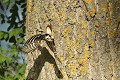 Femelle pic épeichette quittant son nid creusé dans un tronc d'arbre. delta du danube,pic epeichette 