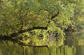 L'un des nombreux bras secondaires du Danube. delta du danube 