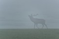 Un cerf apparaît dans la brume. cerf elaphe,cervus elaphus 