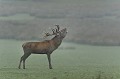 Cerf en train de bramer. cerf élaphe,cervus elaphus 