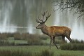  cerf elaphe,cervus elaphus 