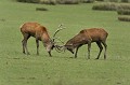 Deux mâles en train de se jauger. cerf elaphe,cervus elaphus 