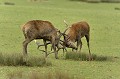 Un autre combat. cerf elaphe,cervus elaphus 