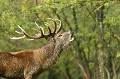 Brame du cerf.  