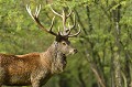  cerf elaphe,cervus elaphus 