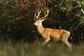 Cerf, éclairé par le soleil couchant, se profilant sur une forêt plus sombre. cerf elaphe,cervus elaphus 