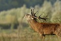 Brame du cerf. cerf elaphe,cervus elaphus 