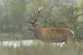  cerf elaphe,cervus elaphus 