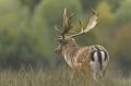 Le daim est plus petit que le cerf élaphe et la forme de ses bois est différente. daim,dama dama 