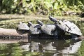 tortue d'amazonie,podocnemis unifilis 