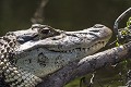  caiman noir,melanosuchus niger 