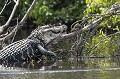 C'est le plus grand des crocodiliens américains. Il peut mesure jusqu'à 6 ou 7 mètres, mais les adultes de 3 ou 4 mètres sont plus courants. bolivie,rurrenabaque,caiman noir,melanosuchus niger 